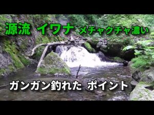 イワナの数がメチャクチャ濃い・釣り場までの道のりが険しい / フライフィッシング FlyFishing