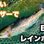 ライトウィングLD+でBIGトラウトゲット‼️【エリアトラウト】【管理釣り場】【管釣り】【ハートデザイン】【桂川フライルアー釣場】