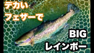 ライトウィングLD+でBIGトラウトゲット‼️【エリアトラウト】【管理釣り場】【管釣り】【ハートデザイン】【桂川フライルアー釣場】