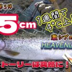 ツリ・ストーリーは突然に!激シブの野反湖でMake Fishing!最後にドラマが…2025野反湖 第三弾トラウトルアーフィッシング スプーンの釣り/Lake Nozori/Rainbow Trout