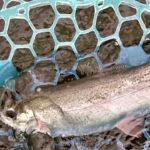 【エリアトラウト】キッズも楽しめるOyamaWaterPark遊水園・管理釣り場