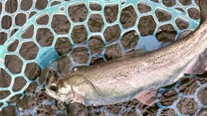 【エリアトラウト】キッズも楽しめるOyamaWaterPark遊水園・管理釣り場