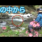 小さな川でルアー釣りしてみた　Small River Fishing