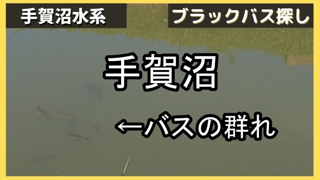 バス釣り！手賀沼のバスの群れ　VS　人間達