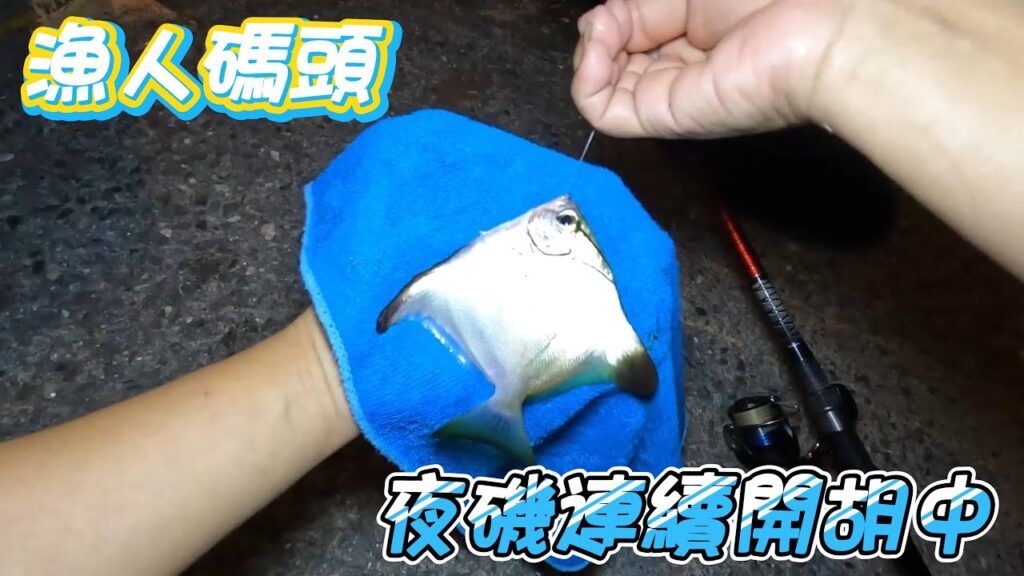 【游刃有魚】漁人碼頭 磯釣沉底雙開胡 竟然竿子差點被拖走！魚況出乎意料！漁人碼頭夜釣爆棚！鐵板 磯釣 沉底 天亞 岸拋 米諾 路亞 軟蟲 前打 #釣り #fishing #游刃有魚