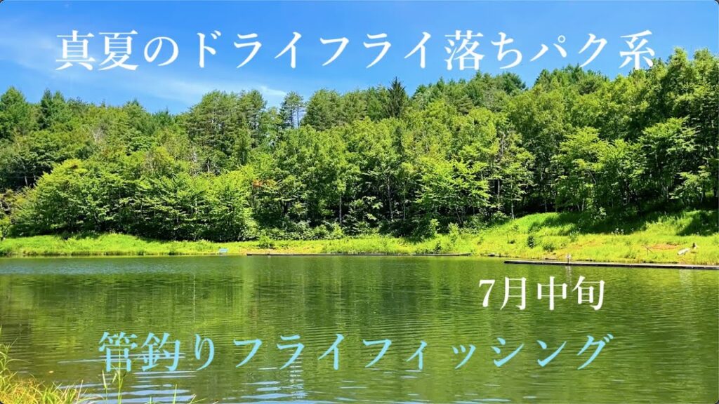 真夏のドライフライ落ちパク系 #管釣りフライ #フライフィッシング #flyfishing