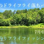 真夏のドライフライ落ちパク系 #管釣りフライ #フライフィッシング #flyfishing