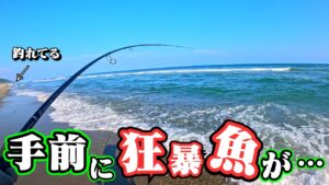 遠州灘サーフでショアジギング!”○○な魚”がこの時期は多く、見掛けたら他の魚が・・・🐟in遠州灘、田原サーフ【釣行日2025/06/30(月)】
