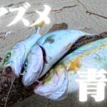ベイトまみれの遠州灘サーフでショアジギングをしたら青物が釣れました🐟in遠州灘、田原サーフ【釣行日2025/07/07(月)】
