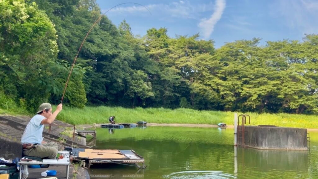地元民しか知らない野池でへらぶな釣り！魚影が濃くて両ダンゴでバクバク！【桜の湖 エフピコ sakura lake】