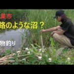 水路のような沼で小物釣り【鴻巣市】☆smallfishing in Saitama  Japan☆