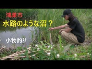 水路のような沼で小物釣り【鴻巣市】☆smallfishing in Saitama Japan☆