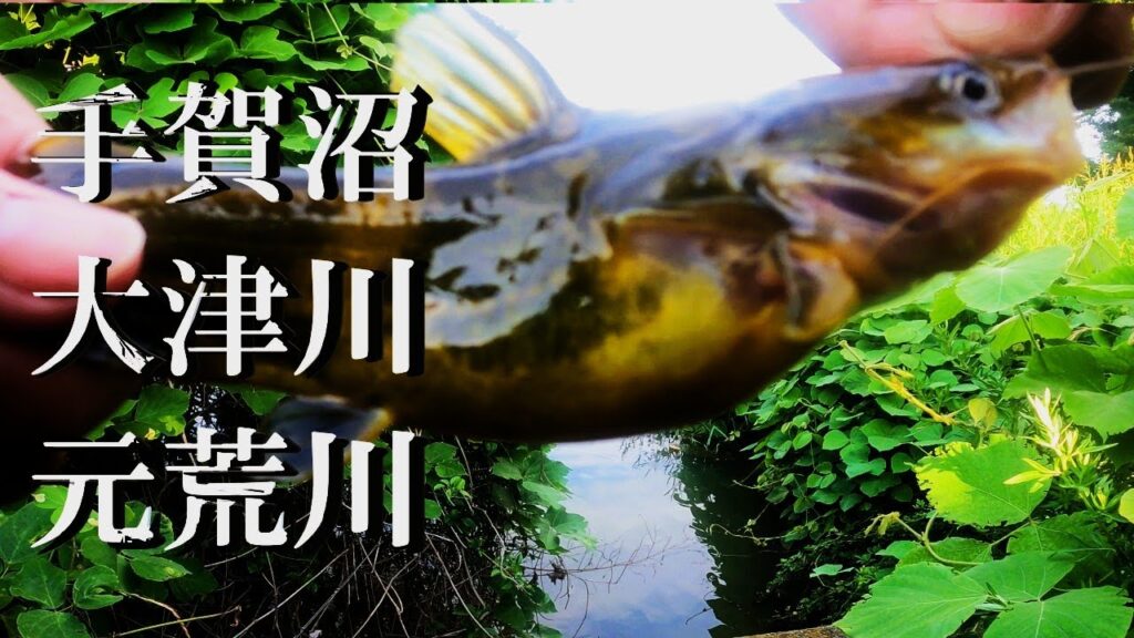 【手賀沼、大津川、元荒川、ウキ釣り】【利根川＆荒川水系、バス釣り、コイ釣り、雷魚釣り、ナマズ釣り、フィシング、埼玉釣り、関東釣り、柏、さいたま市エリア】