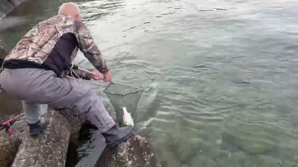 菅スプーンでヒットした猪苗代湖のサクラマス（板鱒）ランディング！