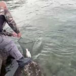 菅スプーンでヒットした猪苗代湖のサクラマス（板鱒）ランディング！