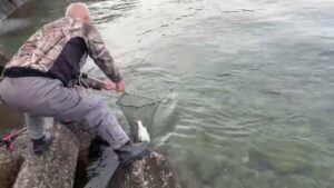 菅スプーンでヒットした猪苗代湖のサクラマス（板鱒）ランディング！