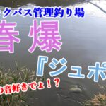 【ブラックバス管理釣り場】春爆はトップを狙え！