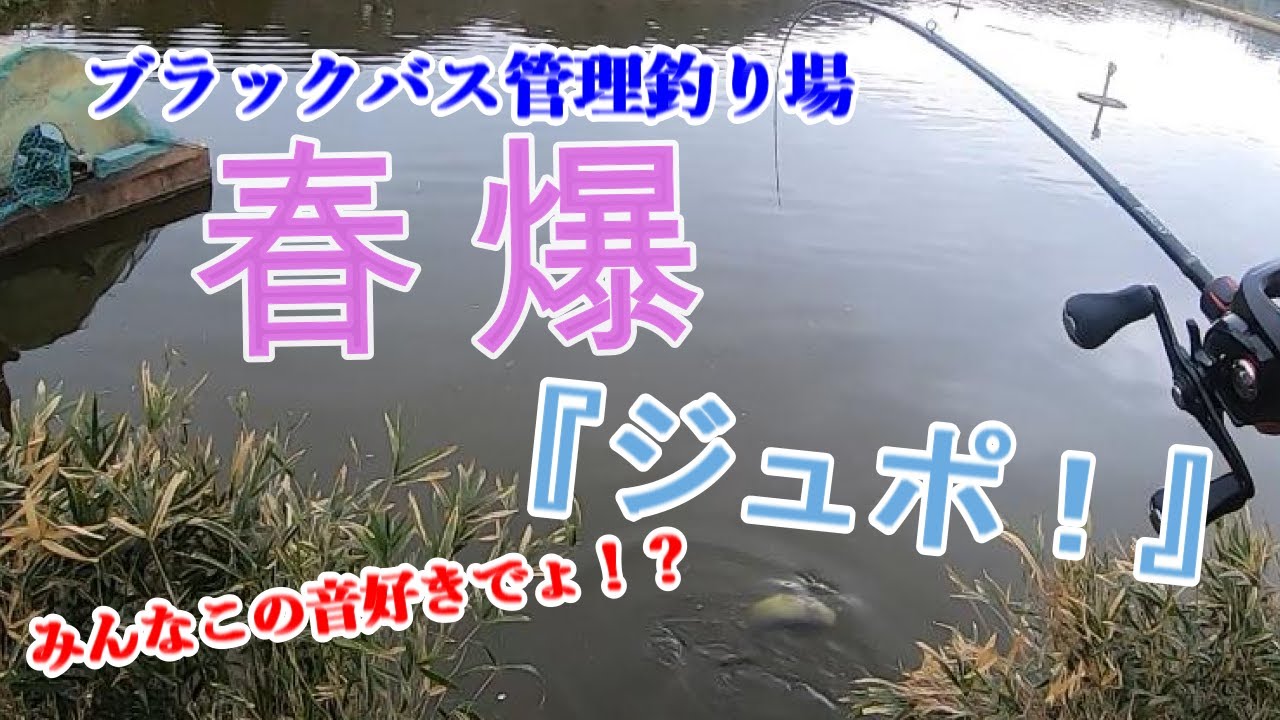 【ブラックバス管理釣り場】春爆はトップを狙え!