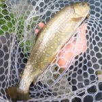 紅イワナという赤身のイワナが居る【管理釣り場へ】