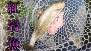 紅イワナという赤身のイワナが居る【管理釣り場へ】