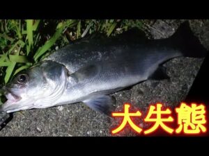 【浜名湖釣り】🎣浜名湖シーバスこう言う時に限って撮影してない運の悪さ🐟渚園でも調査釣行！