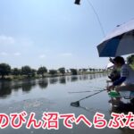 灼熱のびん沼でへらぶな釣り！暑い暑すぎる！！無理は禁物な日々です。朝と夕方はよく釣れるみたい！