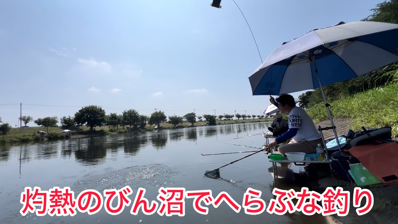 灼熱のびん沼でへらぶな釣り！暑い暑すぎる！！無理は禁物な日々です。朝と夕方はよく釣れるみたい！