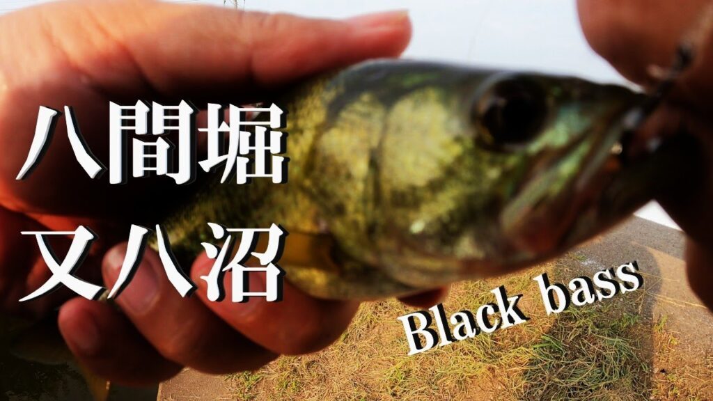 【八間堀、又八沼、ウキ釣り】【利根川＆荒川水系、バス釣り、コイ釣り、雷魚釣り、ナマズ釣り、フィシング、埼玉釣り、関東釣り、千葉釣り、ティラピア釣り、野田船形エリア】
