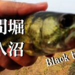 【八間堀、又八沼、ウキ釣り】【利根川＆荒川水系、バス釣り、コイ釣り、雷魚釣り、ナマズ釣り、フィシング、埼玉釣り、関東釣り、千葉釣り、ティラピア釣り、野田船形エリア】