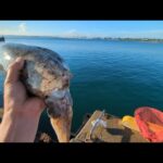 最新浜名湖釣り速報📢エギング、サビキ釣り共に大物期待大です【浜名湖釣り】🎣