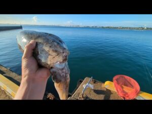 最新浜名湖釣り速報📢エギング、サビキ釣り共に大物期待大です【浜名湖釣り】🎣