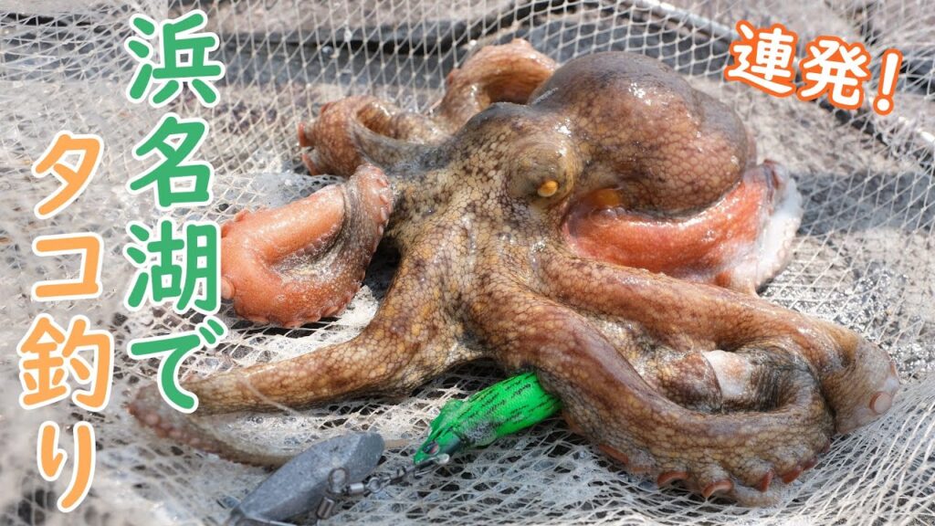 【浜名湖】タコが釣れまくる堤防【新居海釣り公園】