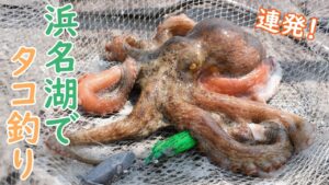 【浜名湖】タコが釣れまくる堤防【新居海釣り公園】