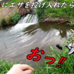 【爆釣】スプーンにミミズで川の魚が入れ食い！？知らなきゃ損する釣り方！