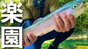 都内にある川型の管理釣り場は楽園だった...【エリアトラウト】【管理釣り場】【秋川国際国際マス釣場】