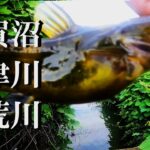 【手賀沼、大津川、元荒川、ウキ釣り】【利根川＆荒川水系、バス釣り、コイ釣り、雷魚釣り、ナマズ釣り、フィシング、埼玉釣り、関東釣り、柏、さいたま市エリア】
