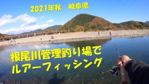 岐阜県根尾川管理釣り場でルアーフィッシング