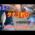 【タナゴ釣り】埼玉でタナゴを釣る！カネヒラ・ヤリタナゴ・タイリクバラタナゴ♪埼玉の水路・沼・川でタナゴを釣る！