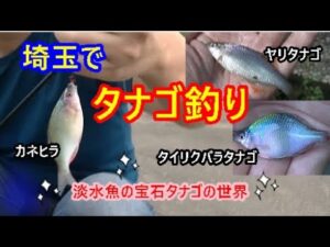 【タナゴ釣り】埼玉でタナゴを釣る！カネヒラ・ヤリタナゴ・タイリクバラタナゴ♪埼玉の水路・沼・川でタナゴを釣る！