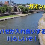ハゼが無限に釣れる川にやってきた
