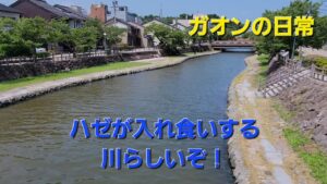 ハゼが無限に釣れる川にやってきた