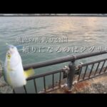 激流の海釣り公園でジグサビキに助けられました。#釣り