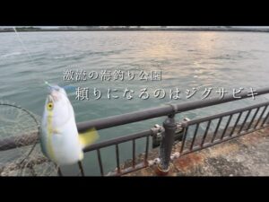 激流の海釣り公園でジグサビキに助けられました。#釣り