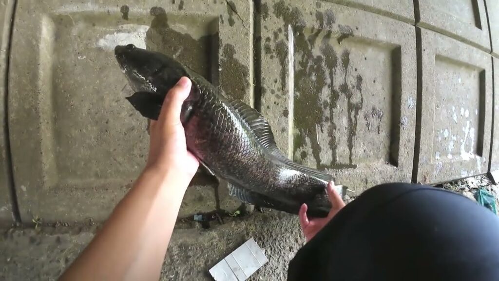 【印旛沼水系】泳がせ釣りしたら雷魚が釣れた