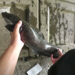 【印旛沼水系】泳がせ釣りしたら雷魚が釣れた