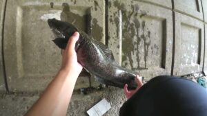 【印旛沼水系】泳がせ釣りしたら雷魚が釣れた