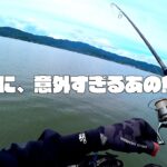 湖なのに、あの魚が来てビビった。〜浜名湖釣り・青物〜