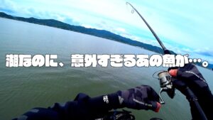 湖なのに、あの魚が来てビビった。〜浜名湖釣り・青物〜