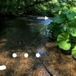 【渓流釣り】再びヤツが現れる