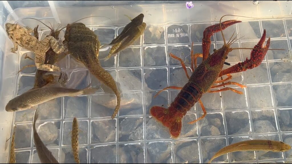 日本の川で色々な生き物を捕獲して観察。カエル、ザリガニ、魚。